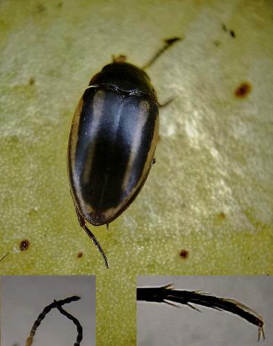 Graptodytes sp.